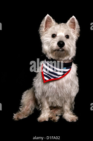 West Highland Terrier Alleinstehenden auf einem schwarzen Hintergrund Studio, UK Stockfoto