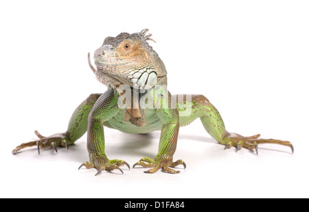 Green Iguana Iguana Iguana Profil der einzelnen Erwachsenen Studio, UK Stockfoto