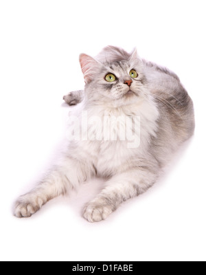 Silber Schildpatt Sibirische Katze alleinstehenden Verlegung in ein Studio UK Stockfoto