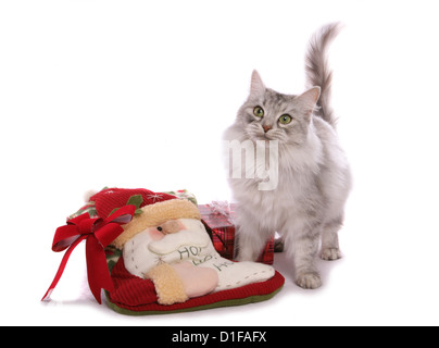 Silber Schildpatt Sibirische Katze einzigen Erwachsenen stehen in einem Studio UK Stockfoto