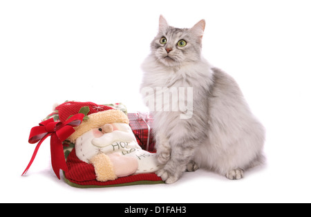 Silber Schildpatt Sibirische Katze alleinstehende Erwachsene sitzen in einem Studio UK Stockfoto