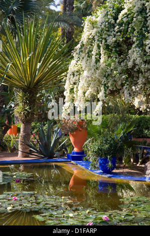 Weiße Bougainvillea Kaskadierung über einen Teich im Garten Majorelle in Marrakesch, Marokko, Nordafrika Stockfoto