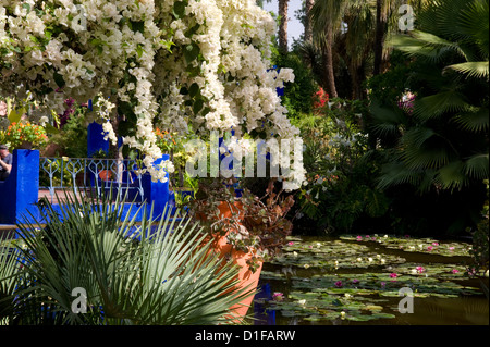 Weiße Bougainvillea Kaskadierung über einen Teich mit Seerosen im Garten Majorelle in Marrakesch, Marokko, Nordafrika Stockfoto