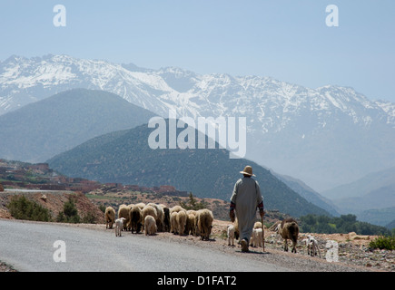 Ein einheimischer Mann hüten Schafe auf einer Straße mit dem Atlas-Gebirge im Hintergrund, Marokko, Nordafrika, Afrika Stockfoto