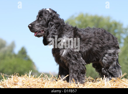 Englischer Cockerspaniel Hund Blue Roan / junge stehend auf einem Strohballen Stockfoto