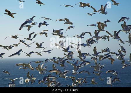 Silbermöwen, England, Vereinigtes Königreich, Europa Stockfoto