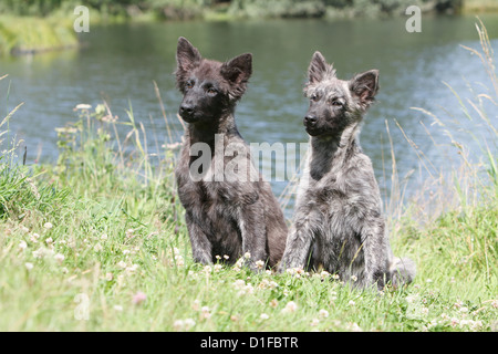 Holländischer Schäferhund / zwei Welpen sitzen auf einer Wiese Stockfoto