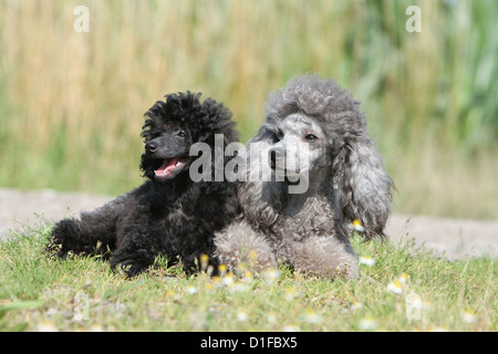 Pudel Hund / Pudel / Caniche, Miniatur / Zwerg / Nain / Erwachsene und Welpen in einer Wiese liegen Stockfoto