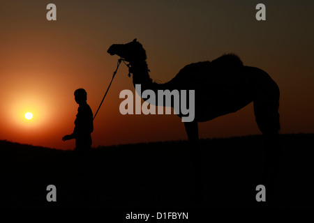 Sonnenuntergang mit Kamel in der Wüste Stockfoto