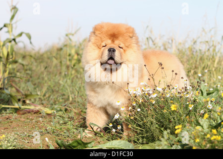 Hund Blumen Chow-Chow Chow-chow China Zimt rote Welpen Welpen Stand Profil Baby Hunde ständigen Porträt Stockfoto