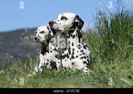 Hund Dalmatiner / Dalmatiner / Dalmatien Erwachsene und Welpen Stockfoto