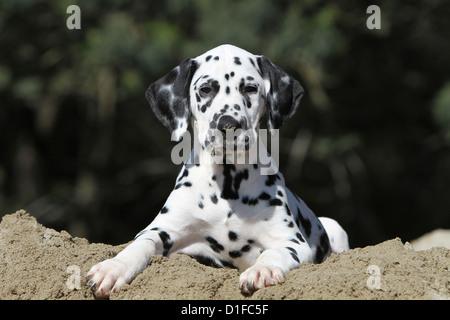 Hund Dalmatiner / Dalmatiner / Dalmatien Welpen auf dem Boden liegend Stockfoto