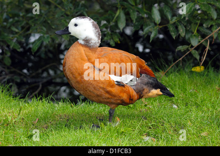 South African Brandgans (Tadorna Cana) Teil der Vogelfamilie Anatidae, Südafrika, in Gefangenschaft im Vereinigten Königreich Stockfoto