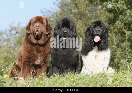 Hund drei Neufundländer schwarz / weiß braun schwarz sitzend Terre-Neuve heimischen Natur Rasen Trois Haustier Stockfoto