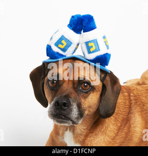 Puggle in Chanukka Hut Stockfoto