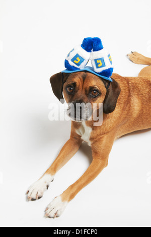 Puggle in Chanukka Hut Stockfoto