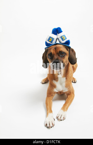 Puggle in Chanukka Hut Stockfoto