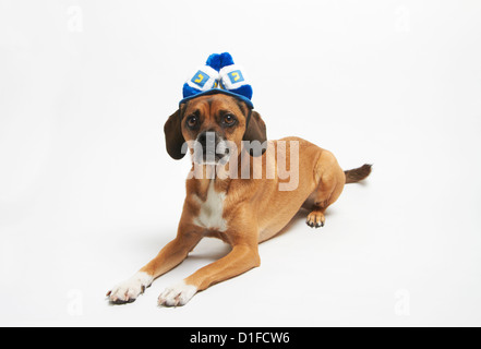 Puggle in Chanukka Hut Stockfoto