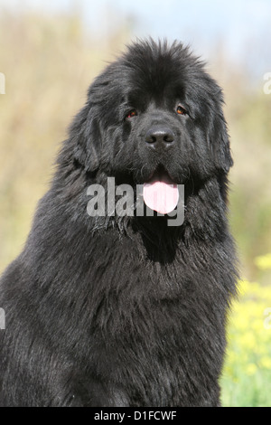 Hund schwarze Neufundländer Terre-Neuve NOIR heimischen Natur PORTRAIT Stockfoto