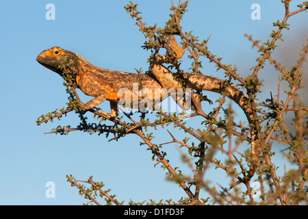 Boden-Agama (Agama Aculeata), Kgalagadi Transfrontier Park, Südafrika, Afrika Stockfoto