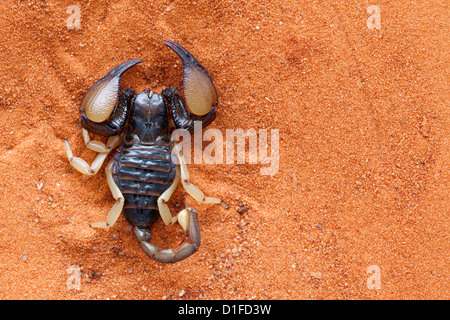 Afrikanische gelben Bein Skorpion (Opistophthalmus Carinatus), Tswalu Kalahari Game Reserve, Northern Cape, Südafrika, Afrika Stockfoto