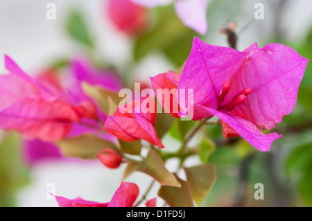 Nahaufnahme des tropischen blühende Bougainvillea in voller Blüte. Stockfoto