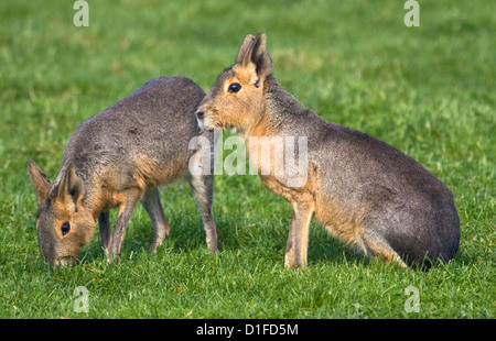 Mara (Dolichotis Patagonum) Stockfoto