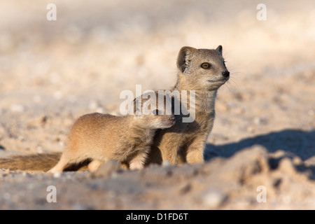 Gelbe Mungo (Cynictis Penicillata) mit jung, Kgalagadi Transfrontier Park, Südafrika, Afrika Stockfoto