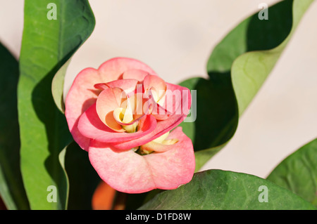 Nahaufnahme der Blüte Blüte auf "Crown of Thorns" Sukkulente, auch bekannt als das Werk Christi. Stockfoto