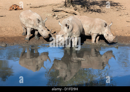 Breitmaulnashorn (Ceratotherium Simum), Mkhuze Wildgehege, Kwazulu Natal, Südafrika, Afrika Stockfoto