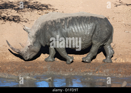 Breitmaulnashorn (Ceratotherium Simum), Mkhuze Wildgehege, Kwazulu Natal, Südafrika, Afrika Stockfoto