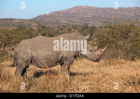 Breitmaulnashorn (Ceratotherium Simum), Imfolozi Wildgehege, KwaZulu-Natal, Südafrika, Afrika Stockfoto