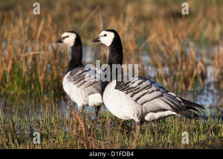 Weißwangengans (Branta Leucopsis), Loch Gruinart RSPB reserve, Islay, Schottland, Vereinigtes Königreich, Europa Stockfoto