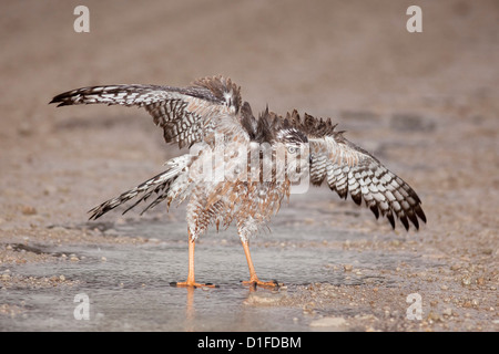 Unreife südlichen blass Chanting Goshawk (Melierax Canorus) Baden nach Regen, Kgalagadi Transfrontier Park, Südafrika Stockfoto
