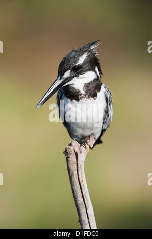 Pied Kingfisher (Ceryle Rudis), Intaka Island, Cape Town, Südafrika, Afrika Stockfoto