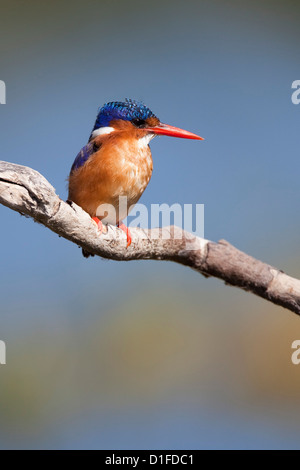 Malachit-Eisvogel (Alcedo Cristata), Intaka Island, Cape Town, Südafrika, Afrika Stockfoto