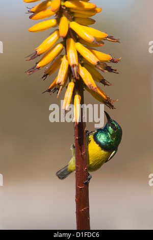Rotflügel Sunbird männlich (Hedydipna Collaris) auf Aloe, Krüger Nationalpark, Südafrika, Afrika Stockfoto