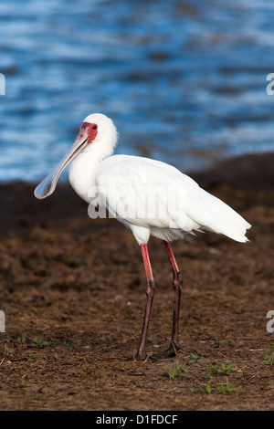 Afrikanischer Löffler (Platalea Alba), Krüger Nationalpark, Südafrika, Afrika Stockfoto