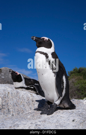 Afrikanische Pinguine (Spheniscus Demersus), Table Mountain National Park, Kapstadt, Südafrika, Afrika Stockfoto