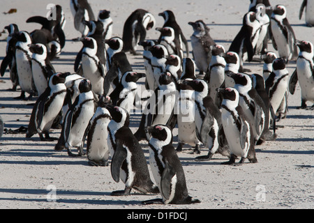 Afrikanische Pinguine (Spheniscus Demersus), Table Mountain National Park, Kapstadt, Südafrika, Afrika Stockfoto