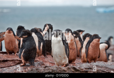Adelie Pinguinküken (Pygoscelis Adeliae), Schindel Bucht, Coronation Island, South Orkneys Stockfoto
