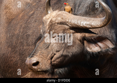 Kaffernbüffel (Syncerus Caffer) mit Redbilled Oxpecker, Hluhluwe-Imfolozi Park, KwaZulu Natal, Südafrika, Afrika Stockfoto