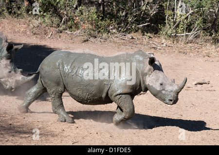 Breitmaulnashorn (Ceratotherium Simum), Mkhuze Wildgehege, Kwazulu Natal, Südafrika, Afrika Stockfoto