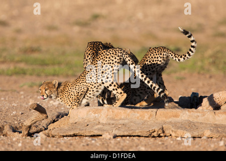 Gepard (Acinonyx Jubatus), Wasserloch Kgalagadi Transfrontier Park, Südafrika, Afrika Stockfoto