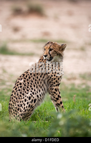 Gepard (Acinonyx Jubatus) Cub, Kgalagadi Transfrontier Park, Südafrika, Afrika Stockfoto