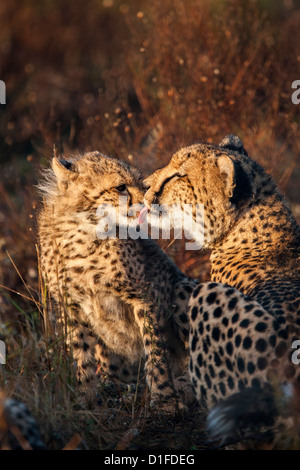 Gepard (Acinonyx Jubatus) mit Cub, Phinda private Game reserve, Kwazulu Natal, Südafrika, Afrika Stockfoto