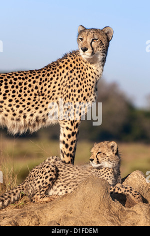 Gepard (Acinonyx Jubatus) mit Cub, Phinda private Game reserve, Kwazulu Natal, Südafrika, Afrika Stockfoto