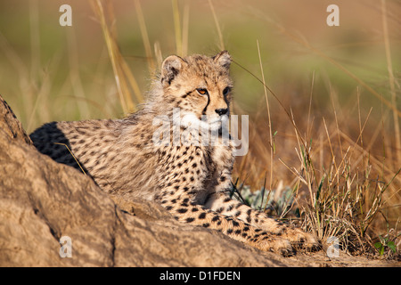 Gepard (Acinonyx Jubatus) Cub Phinda private Game reserve, Kwazulu Natal, Südafrika, Afrika Stockfoto
