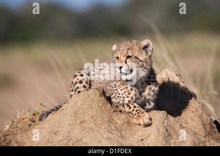 Gepard (Acinonyx Jubatus) Cub Phinda private Game reserve, Kwazulu Natal, Südafrika, Afrika Stockfoto