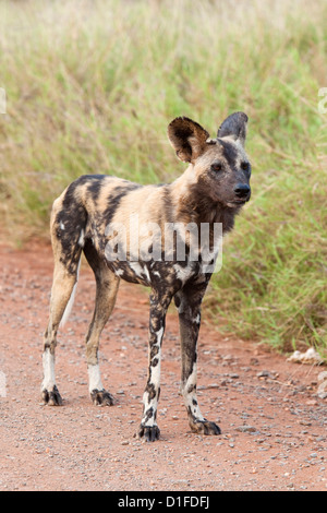 Afrikanischer Wildhund (LYKAON Pictus), Krüger Nationalpark, Südafrika, Afrika Stockfoto